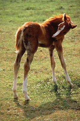Book cover for Equine Journal Itchy Foal