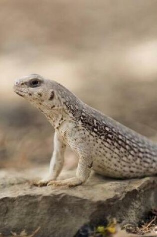 Cover of Desert Iguana Checking Things Out in Mexico Lizard Journal