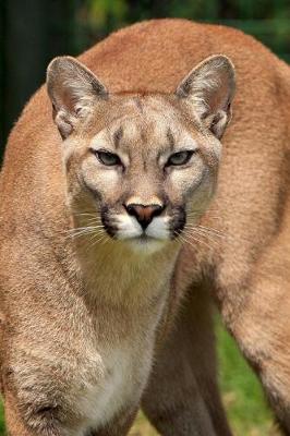 Book cover for Cougar Portrait Journal