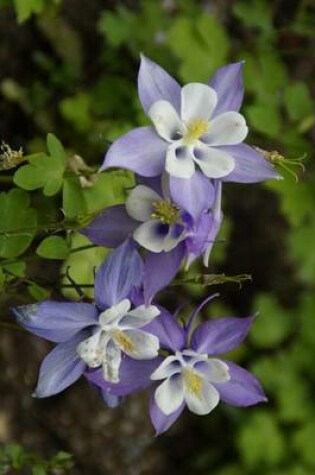 Cover of Purple and White Columbine Blooms, for the Love of Flowers