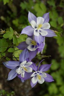 Book cover for Purple and White Columbine Blooms, for the Love of Flowers