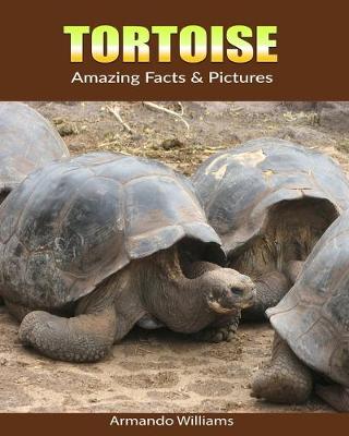 Book cover for Tortoise