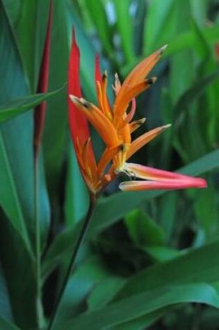 Cover of Beautiful Bird of Paradise Flower Journal