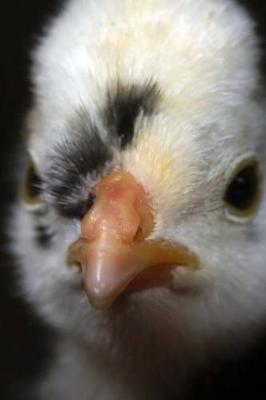 Book cover for Chick - The Baby Chicken Journal