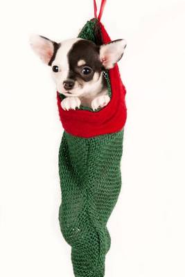 Book cover for Chihuahua Puppy in a Christmas Stocking