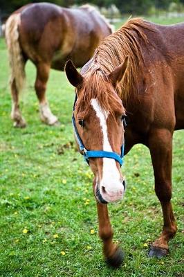 Book cover for Equine Journal Wet Chestnut