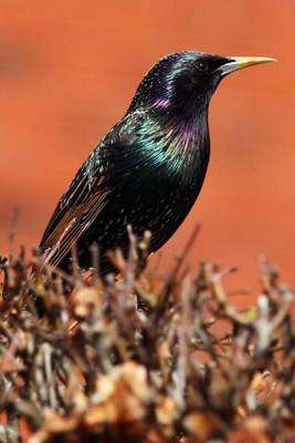 Book cover for A Black Starling (Birds of the World)