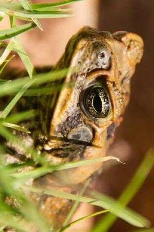 Cover of Website Password Organizer Cane Toad in Australia