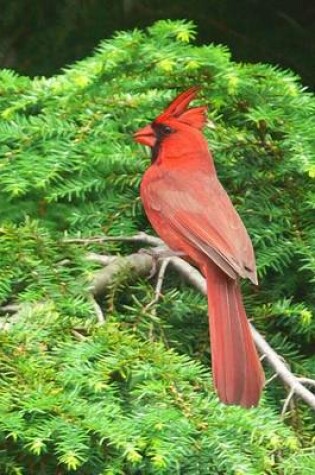 Cover of Red Cardinal in a Tree, Birds of the World