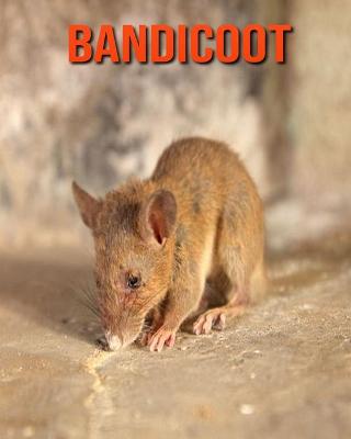 Book cover for Bandicoot
