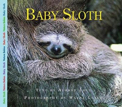 Book cover for Baby Sloth