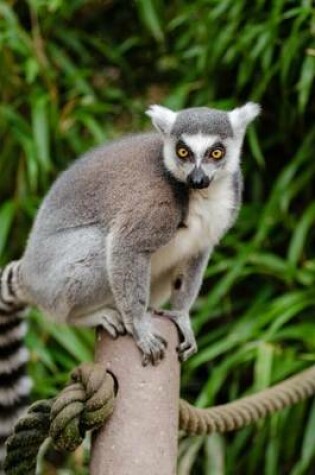 Cover of A Cute Ring Tailed Lemur Ready to Play