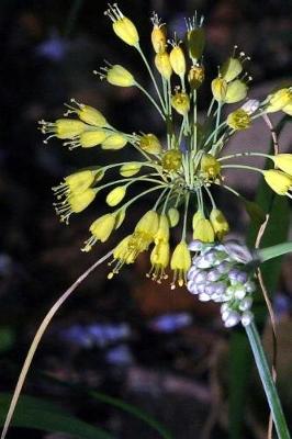 Book cover for Allium Flavum Yellow and Allium Carinatum Purple Journal