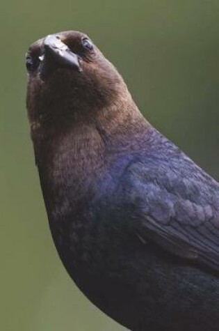 Cover of Brown-headed Cowbird Journal