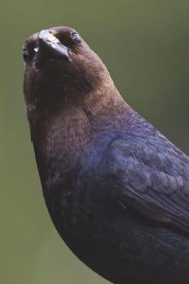 Book cover for Brown-headed Cowbird Journal