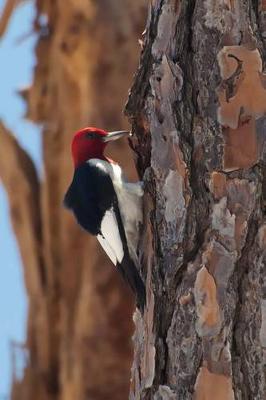 Book cover for Red-Headed Woodpecker Journal