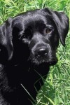 Book cover for Black Labrador Puppy Notebook