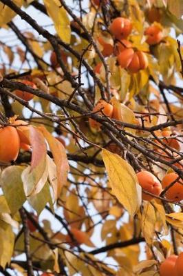 Book cover for Persimmon Fruit Tree Journal