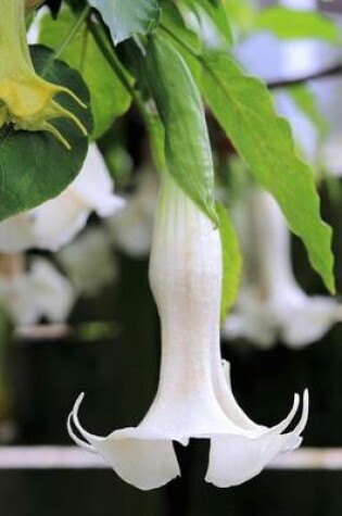 Cover of Brugmansia White Angel Trumpet Flower Journal