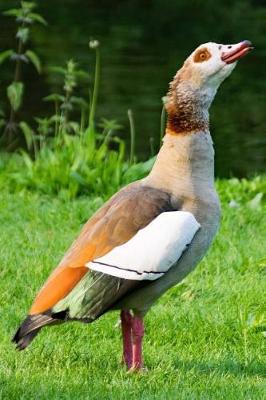 Book cover for Egyptian Goose Water Fowl Journal