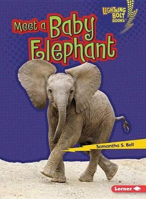 Book cover for Meet a Baby Elephant