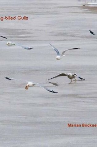 Cover of Ring-Billed Gulls