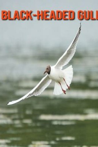 Cover of Black-Headed Gull