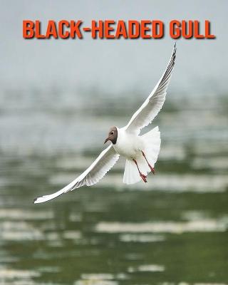 Book cover for Black-Headed Gull