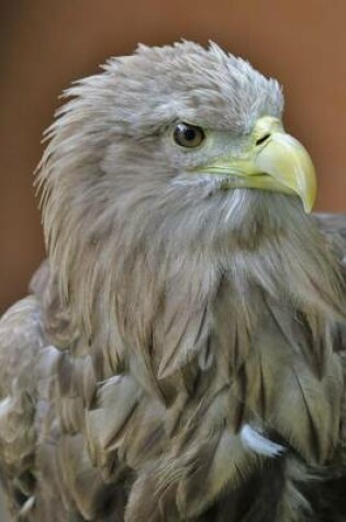 Cover of White Tailed Sea Eagle Majestic Profile