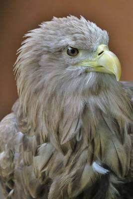 Book cover for White Tailed Sea Eagle Majestic Profile