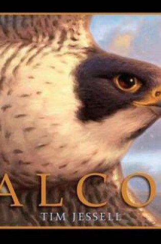 Cover of Falcon