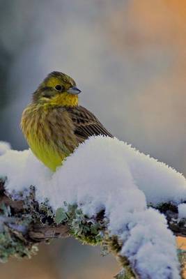 Book cover for Yellowhammer Male Bird in Winter on Snowy Branch Journal