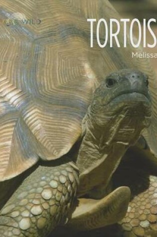 Cover of Tortoises