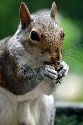 Cover of Squirrel Eating an Acorn Animal Journal