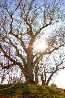 Book cover for A Single Oak Tree