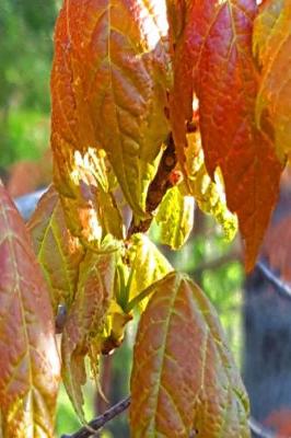 Cover of Pretty Spring Leaves Backlit Journal