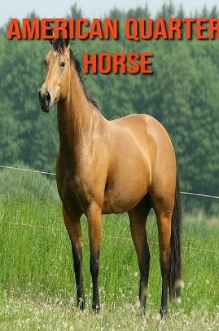 Cover of American Quarter Horse