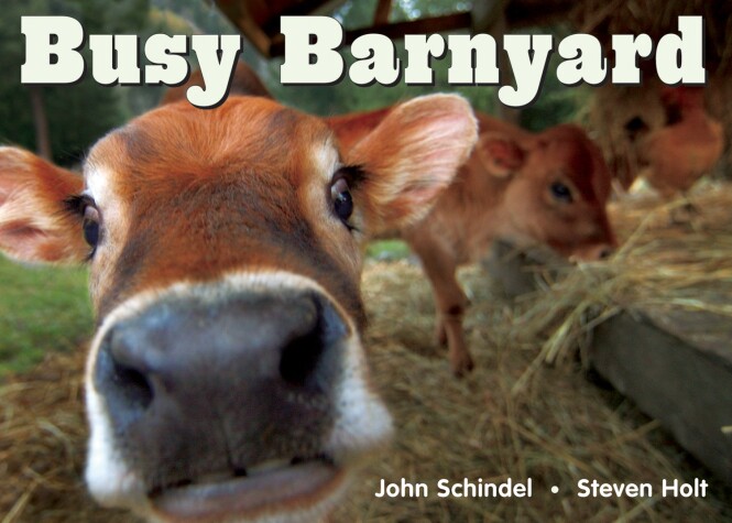 Cover of Busy Barnyard