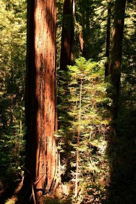 Book cover for Giant Redwood Forest (for the Love of Nature)