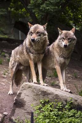 Book cover for Two European Wolves Animal Journal