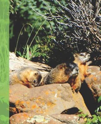 Cover of Cute Rocky Mountain Wildlife Photograph Marmot Family Wide-ruled School Composition Lined Notebook