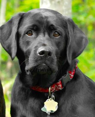 Cover of School Composition Book Dogs Puppies Retrievers Black Lab Front 200 Pages