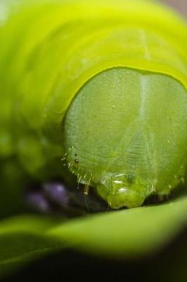 Book cover for Close Up of a Green Caterpillar Journal