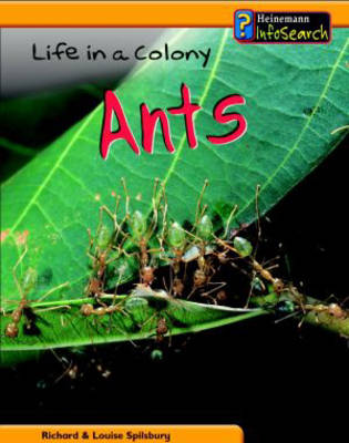 Book cover for Animal Groups: Life in a Colony of Ants Paperback