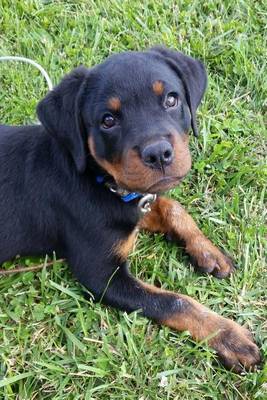 Book cover for Rottweiler Puppy Dog Journal Journal