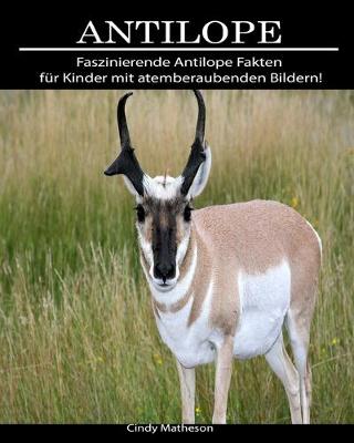 Book cover for Antilope