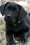 Book cover for Black Labrador Puppy Notepad