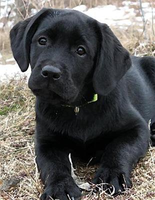 Book cover for Black Labrador Puppy Notepad