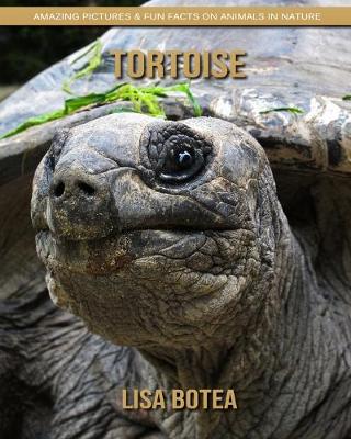 Book cover for Tortoise