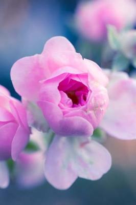 Book cover for Beautiful Pink Roses Getting Ready to Bloom Journal